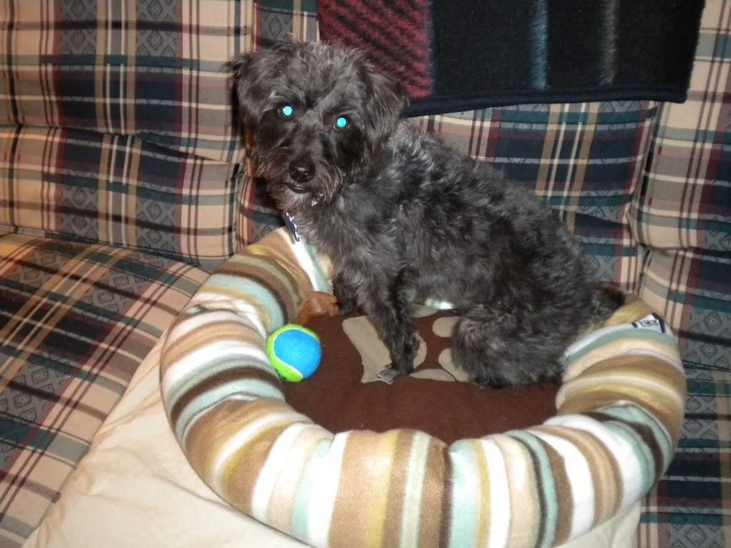 Pet Beds at CVS! Puppy Forum and Dog Forums