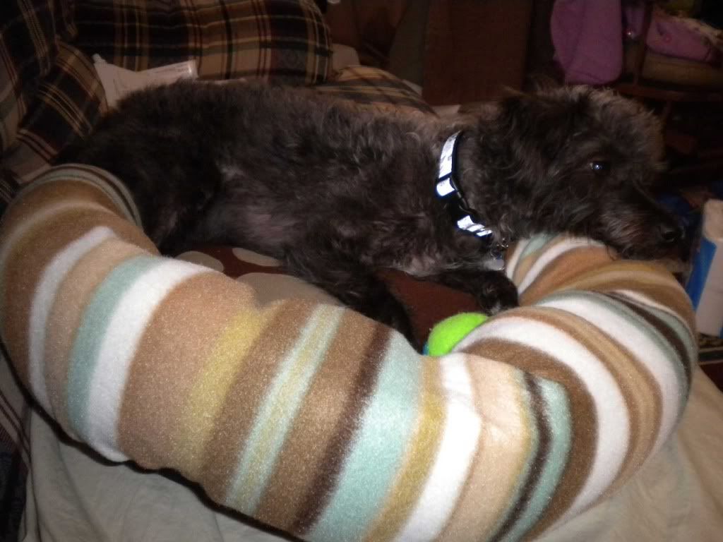 Pet Beds at CVS! Puppy Forum and Dog Forums