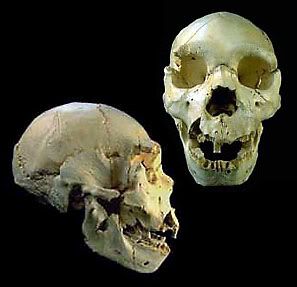 Neanderthal+skull+characteristics