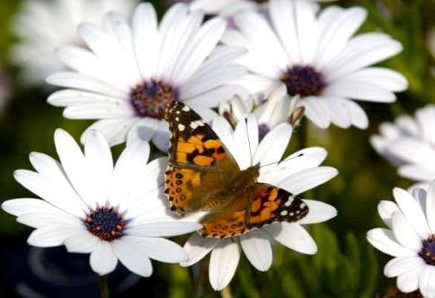 butterflybyjenniec.jpg picture by CajunAngelEyez