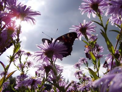 butterflyfrmmonika.jpg picture by CajunAngelEyez