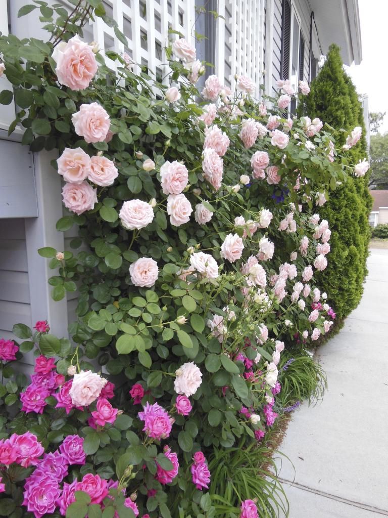  photo DSCN1588_zps3d58339e.jpg