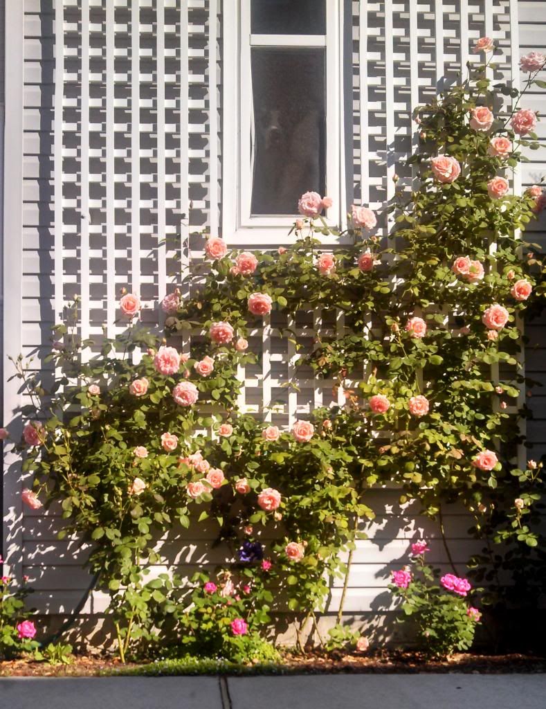  photo IMG_20130516_085039_998_zpsa0841652.jpg