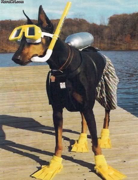 dog scuba