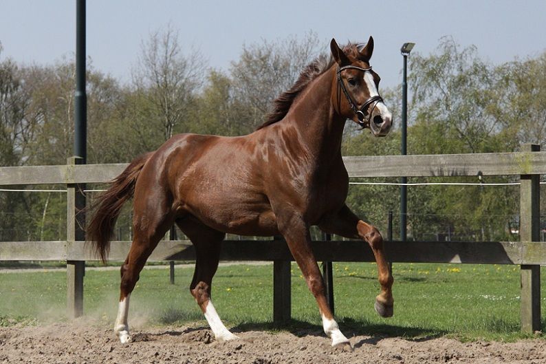 Afbeelding