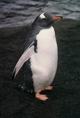    , ,   penguin.jpg