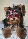 th_Yorkshire-terrier_845229869.jpg