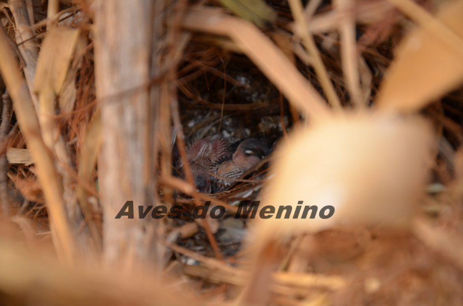 photo 5150_zpsa81eb4be.png