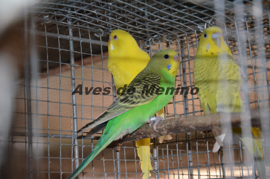 photo 518169_zps57ce857a.png