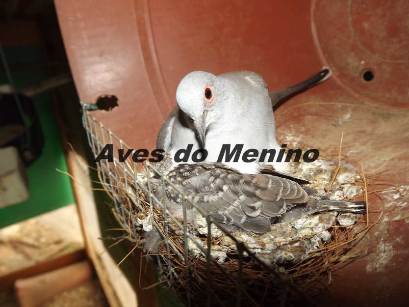 photo 54424_zpsdaae53c2.png