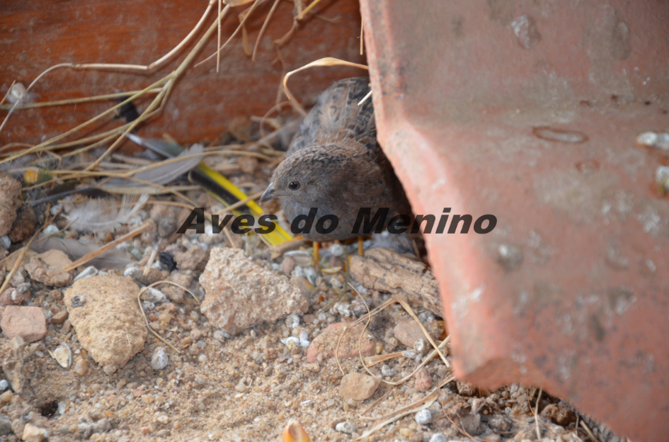 photo 651651_zps2661f33b.png