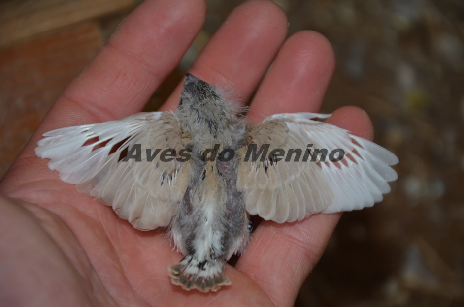 photo 6516865_zps1e9f6b88.png