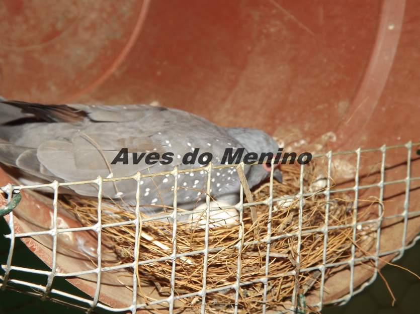 photo 6846981651_zpse5de8a2d.png