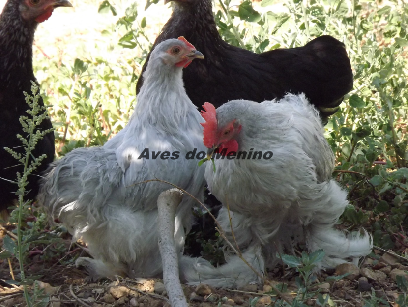 photo 68496169_zps866d8a06.png