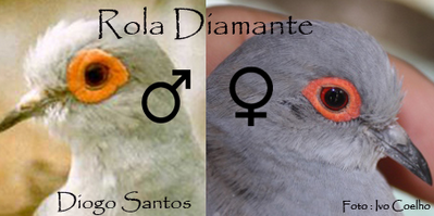 photo adsca_zpsfe9dffcf.png