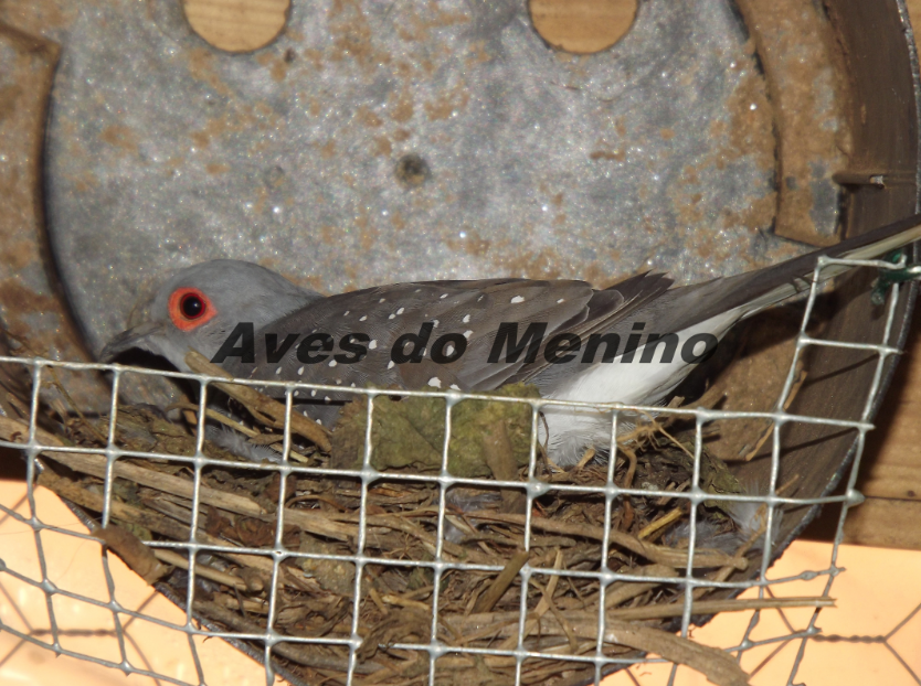 photo adsiocnhokl_zpsed473fdc.png