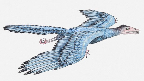 photo ciencia-dinossauros-archaeopteryx-20130918-001-size-598_zps74073cfb.jpg