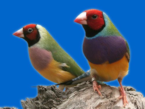 photo diamante-de-gould-casal_zps9d268b12.jpg