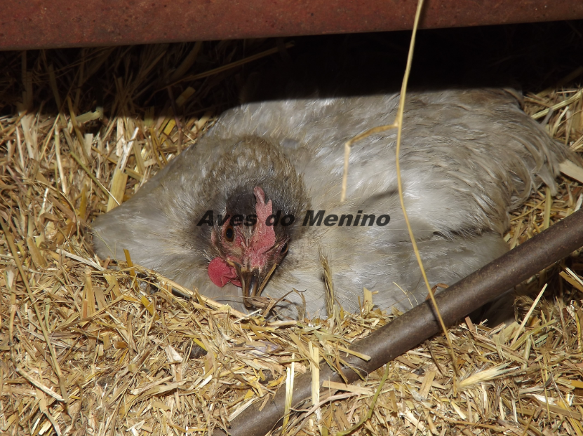 photo srthdsfh_zps9f24358d.png