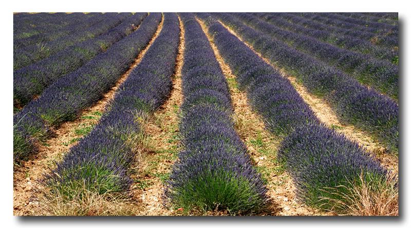 Provence,lavendel