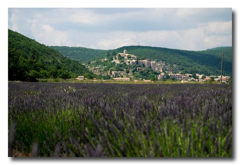 Provence,lavendel
