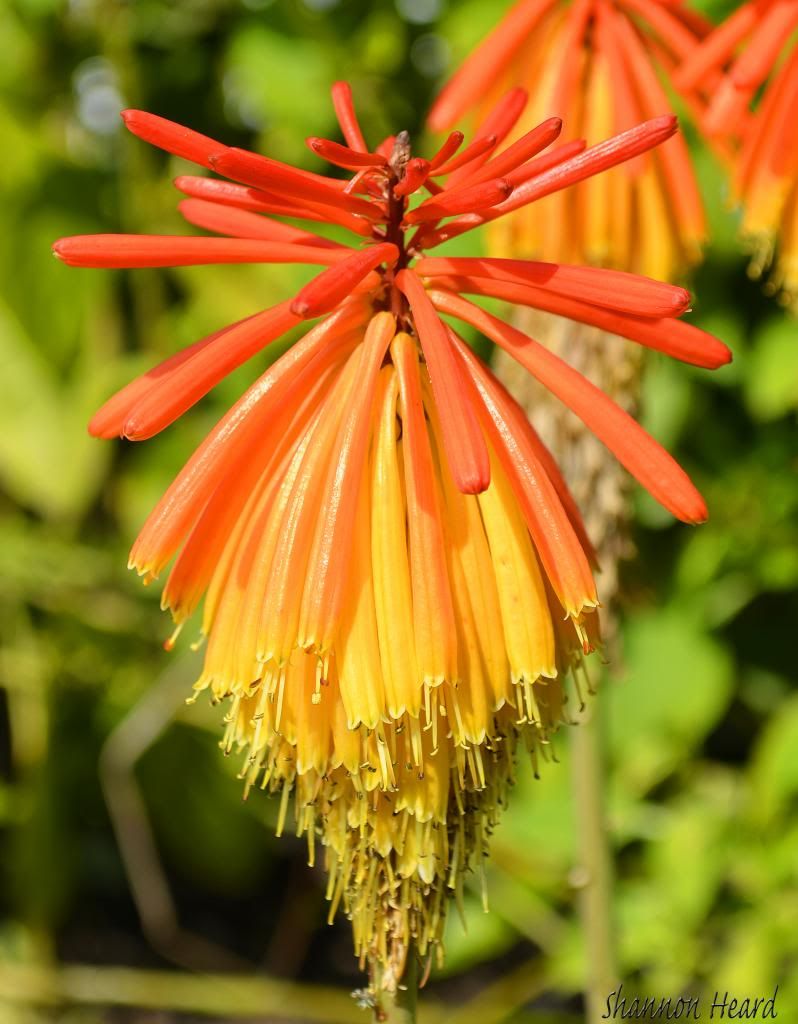 1-1_zps453fd490.jpg