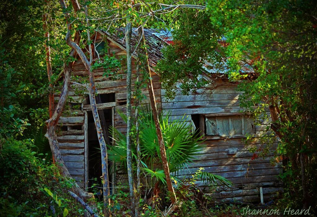 ShineHouse_edited-1copy_zps3d34a502.jpg