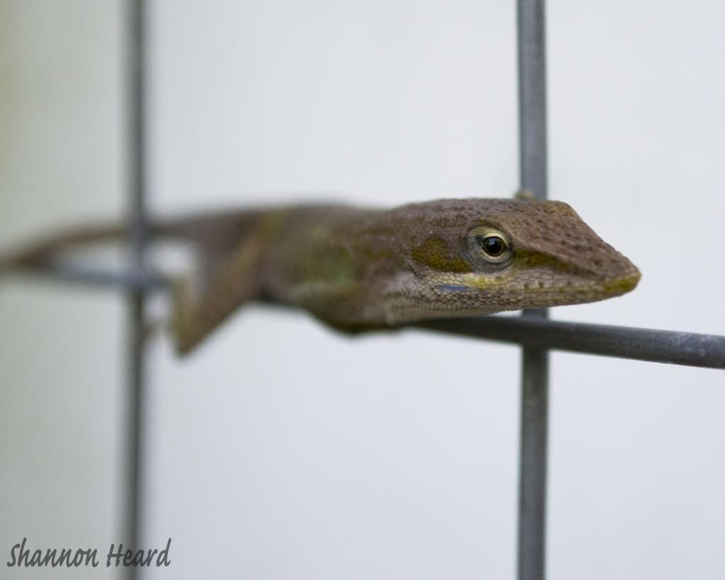 lizard1copy_zps0001ace5.jpg