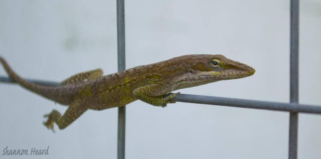 lizardcopy_zps80f5d8cf.jpg