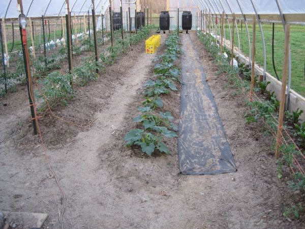 FarmTek Greenhouses - Homesteading Questions