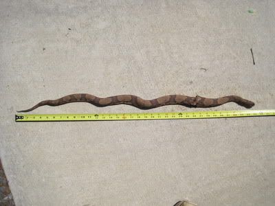 Can you see the copperhead. - Homesteading Questions