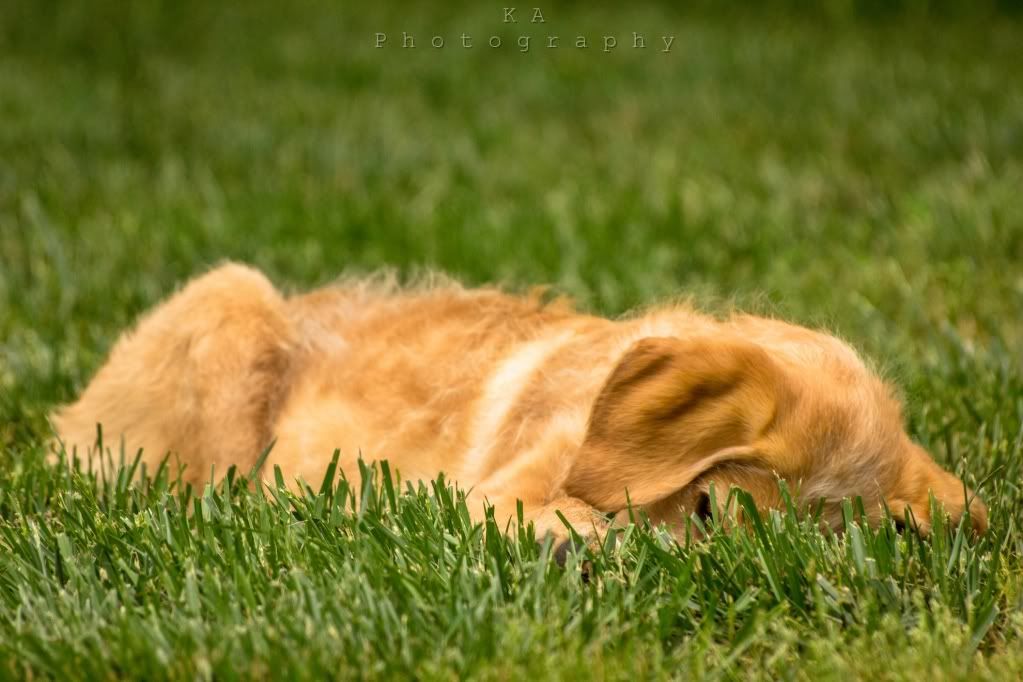 IMAGE: http://i748.photobucket.com/albums/xx130/Kyle_Ambrose/IMG_0465.jpg