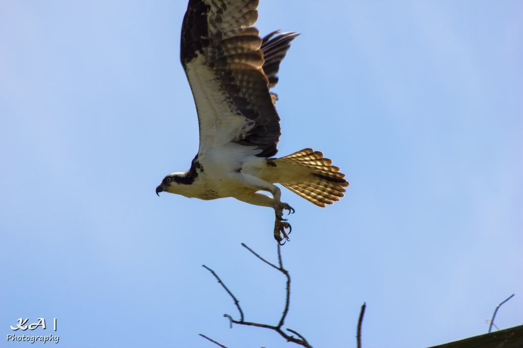 IMAGE: http://i748.photobucket.com/albums/xx130/Kyle_Ambrose/IMG_0741.jpg