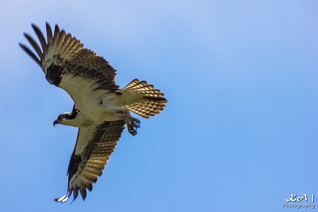 IMAGE: http://i748.photobucket.com/albums/xx130/Kyle_Ambrose/IMG_0742.jpg