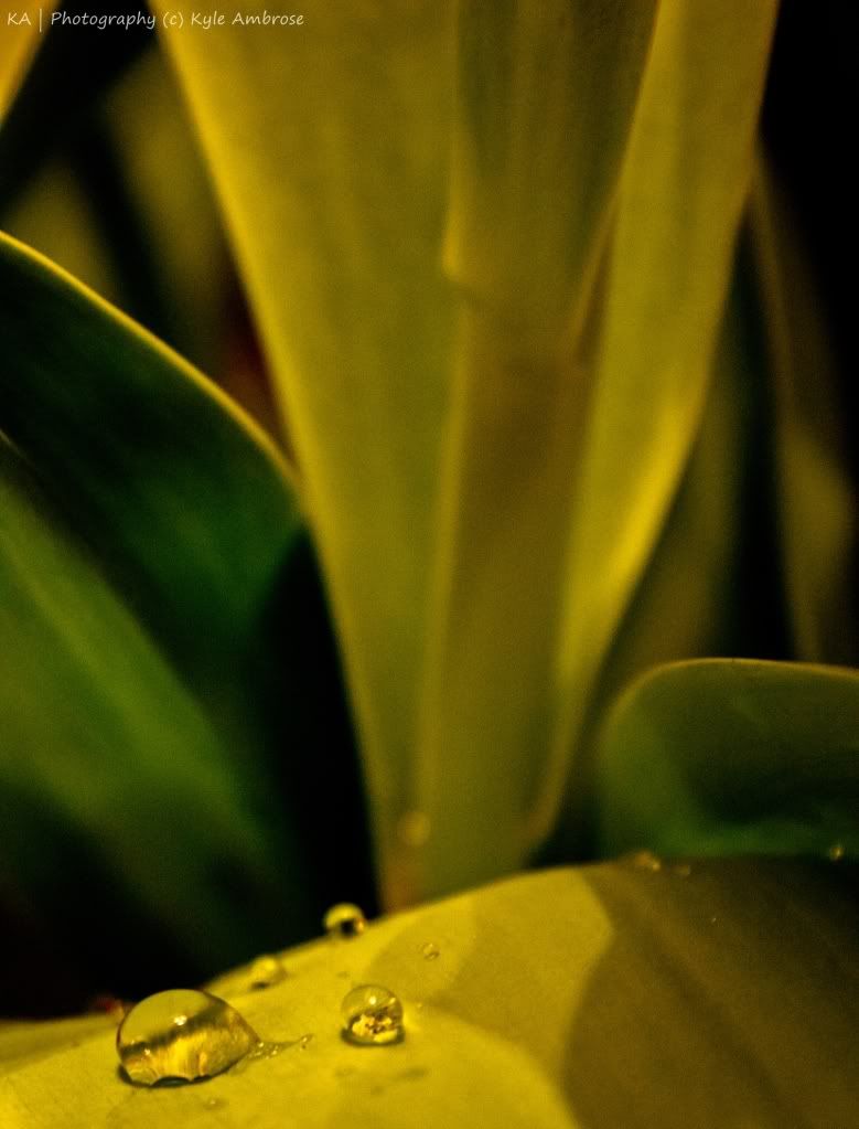 IMAGE: http://i748.photobucket.com/albums/xx130/Kyle_Ambrose/IMG_7222.jpg