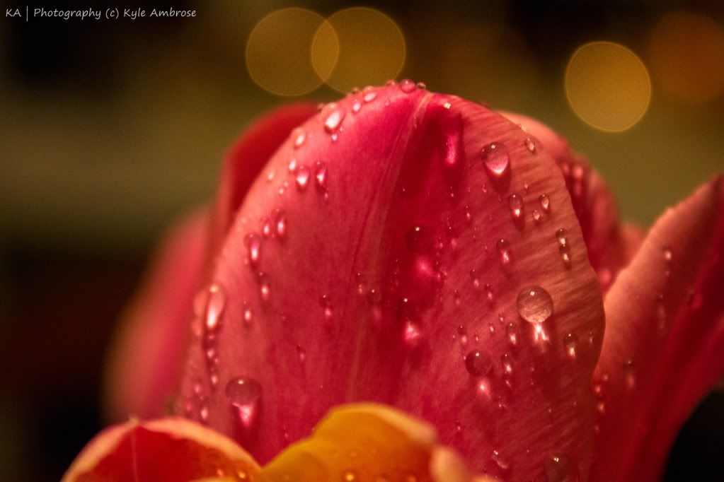 IMAGE: http://i748.photobucket.com/albums/xx130/Kyle_Ambrose/IMG_7243.jpg