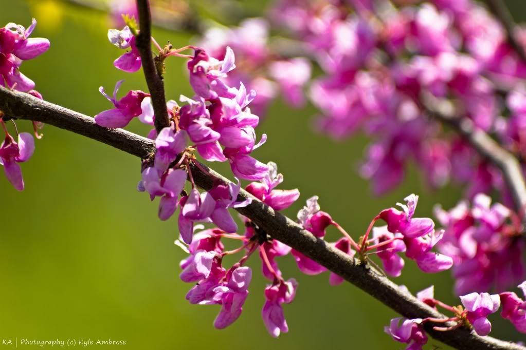 IMAGE: http://i748.photobucket.com/albums/xx130/Kyle_Ambrose/IMG_7763.jpg