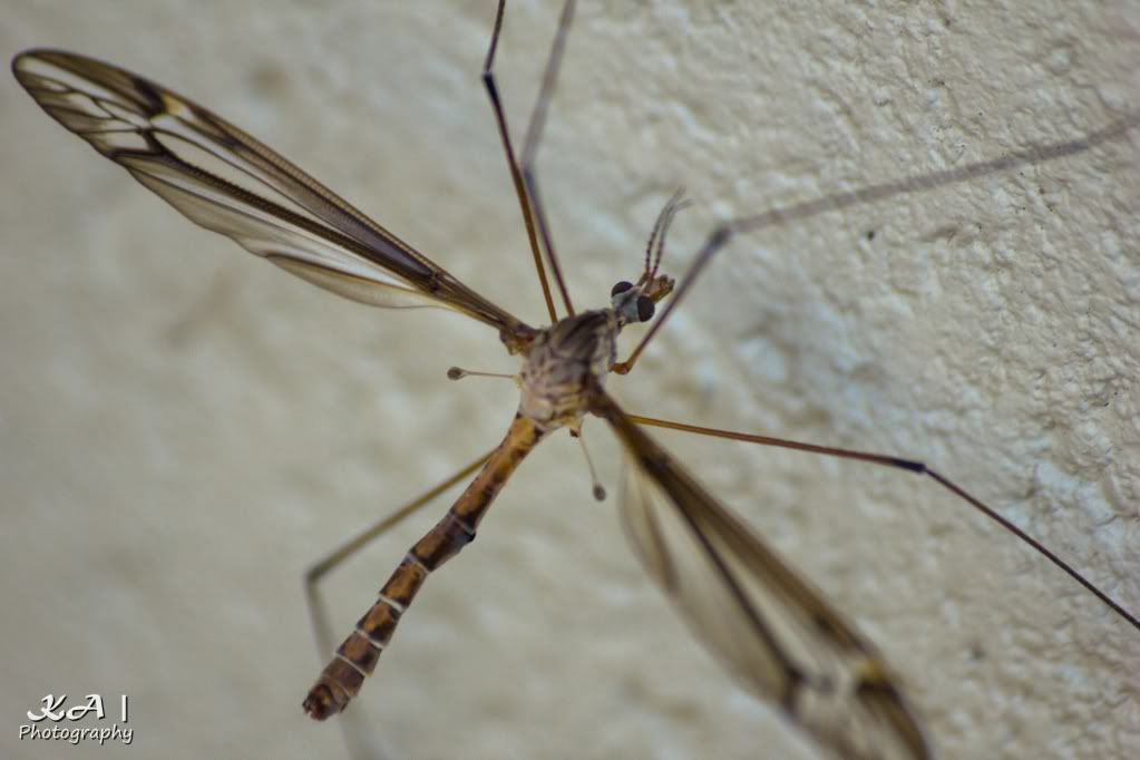 IMAGE: http://i748.photobucket.com/albums/xx130/Kyle_Ambrose/IMG_9679.jpg