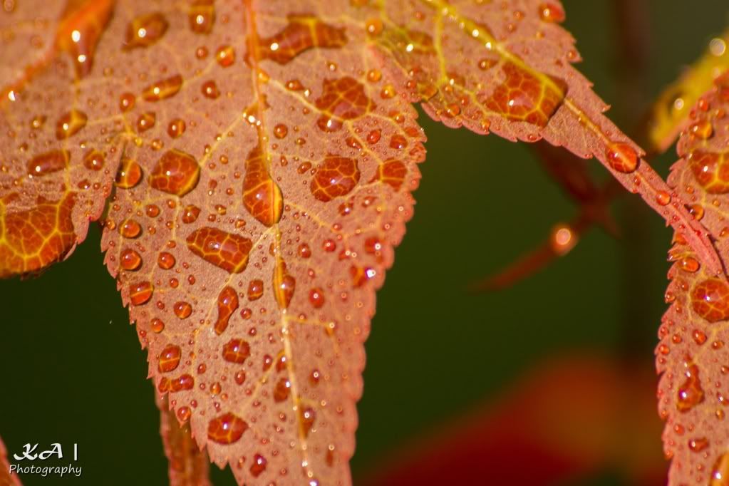 IMAGE: http://i748.photobucket.com/albums/xx130/Kyle_Ambrose/IMG_9770.jpg